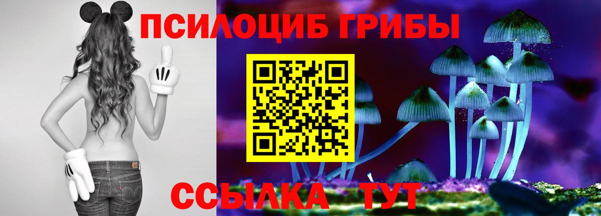 Воронеж  Галлюциногенные грибы Psilocybe  Вход с VPN 